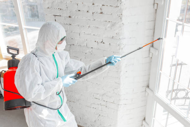 Professional Mold Inspection in New Hackensack, NY